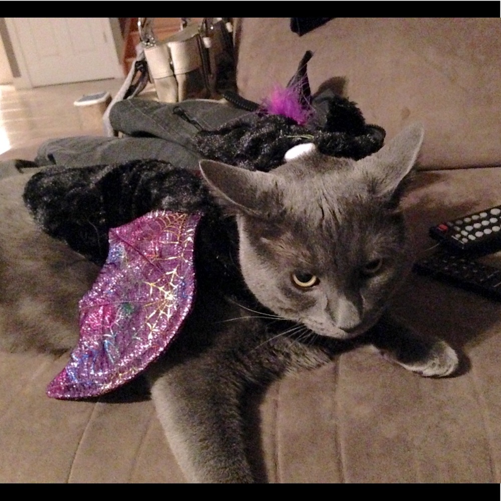 "Vampire Cat" costume